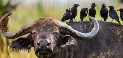 uganda buffalo