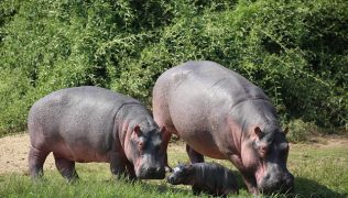 uganda-hippos
