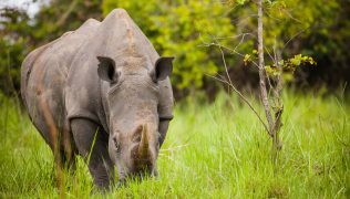 uganda rhino