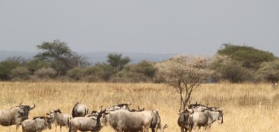 wildebeest safari