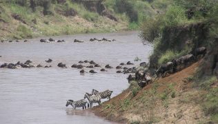 wildebeest safaris
