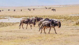 wildebeest tours