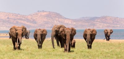 zambia wildlife adventure