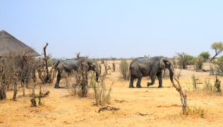 zimbabwe safari tour