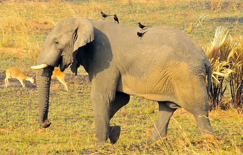 elephants of uganda