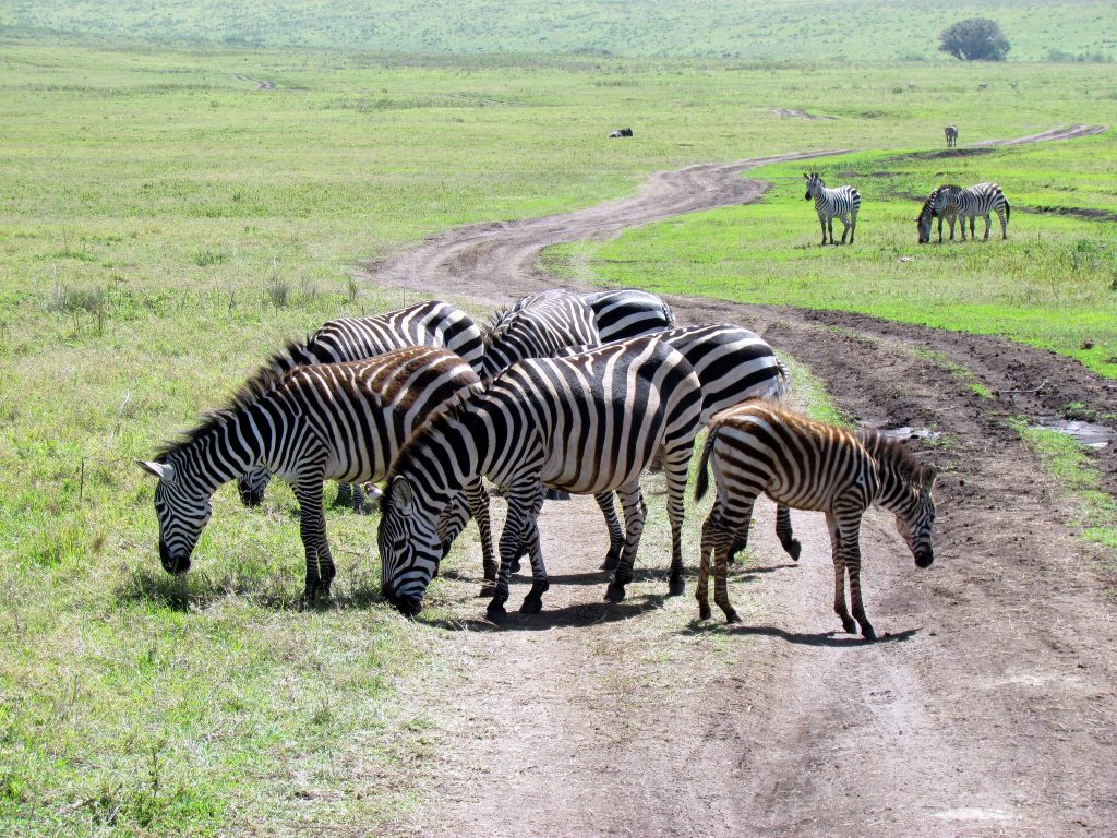 Rwanda Luxury Safaris