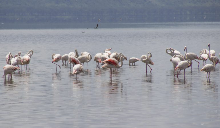 fishing in kenya
