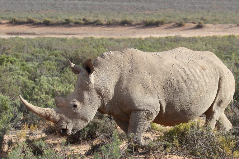 15 Days Culture & Game Viewing Safari Kenya