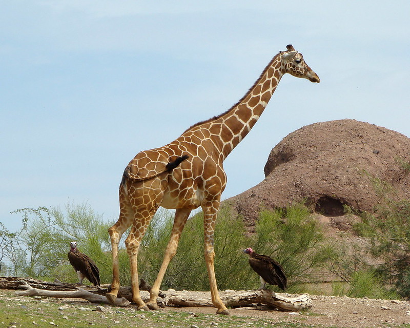 giraffe safaris Africa