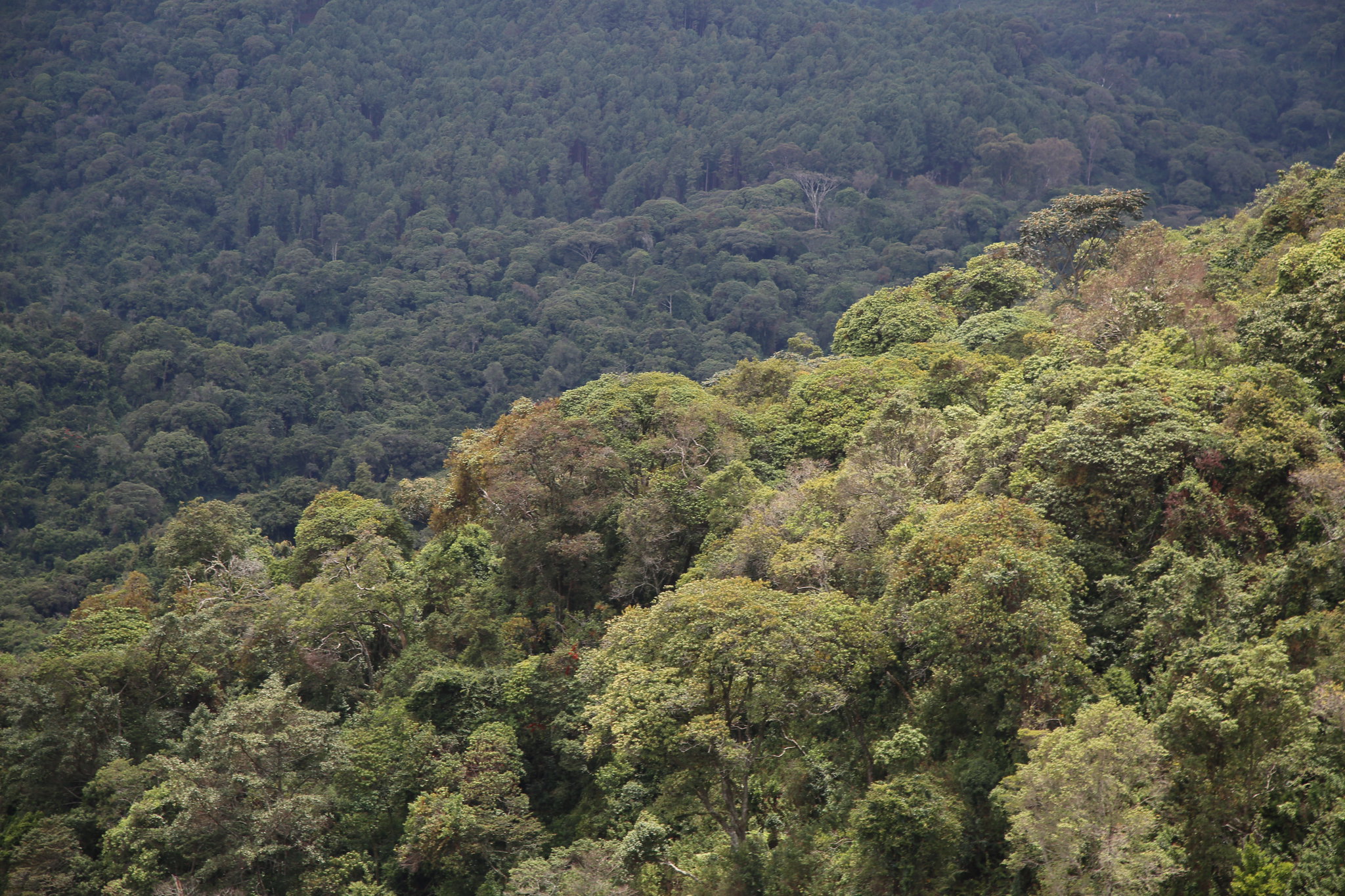 gishwati mukura national park