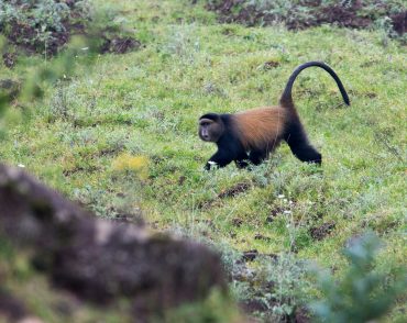 golden-monkey-africa