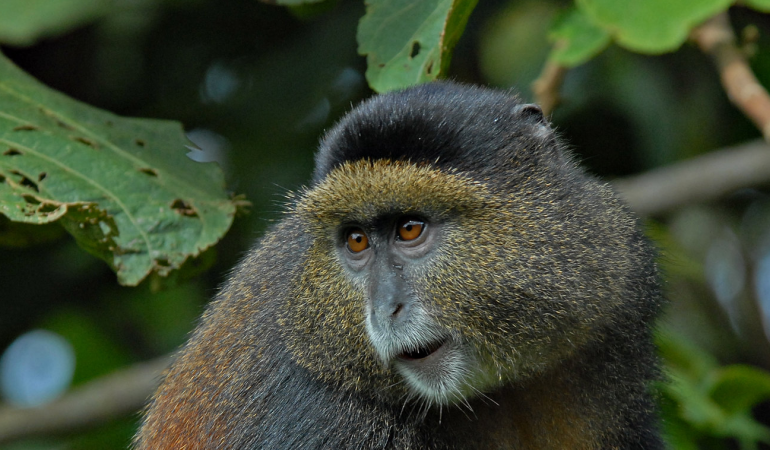 golden monkey treks rwanda
