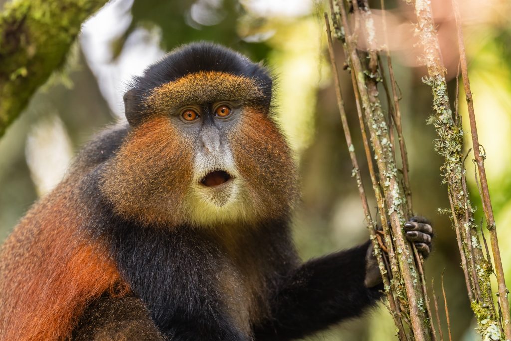 Golden monkey in Rwanda's Nyungwe Forest
