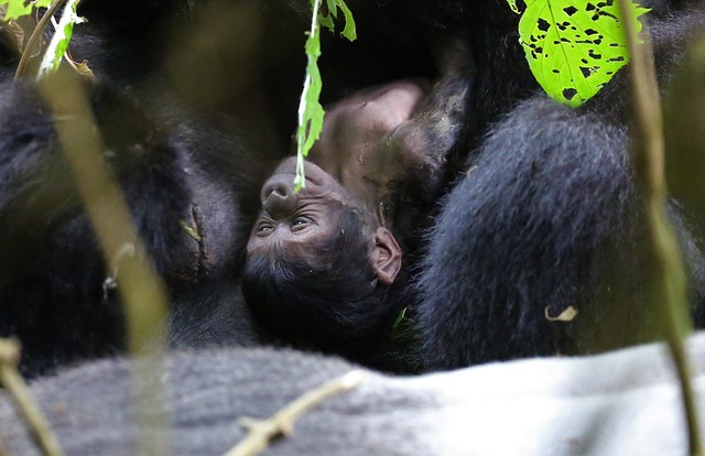 6 Days Uganda Gorilla Tour & Wildlife