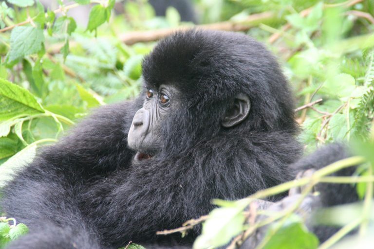 9 Day Fly in Rwanda Safari