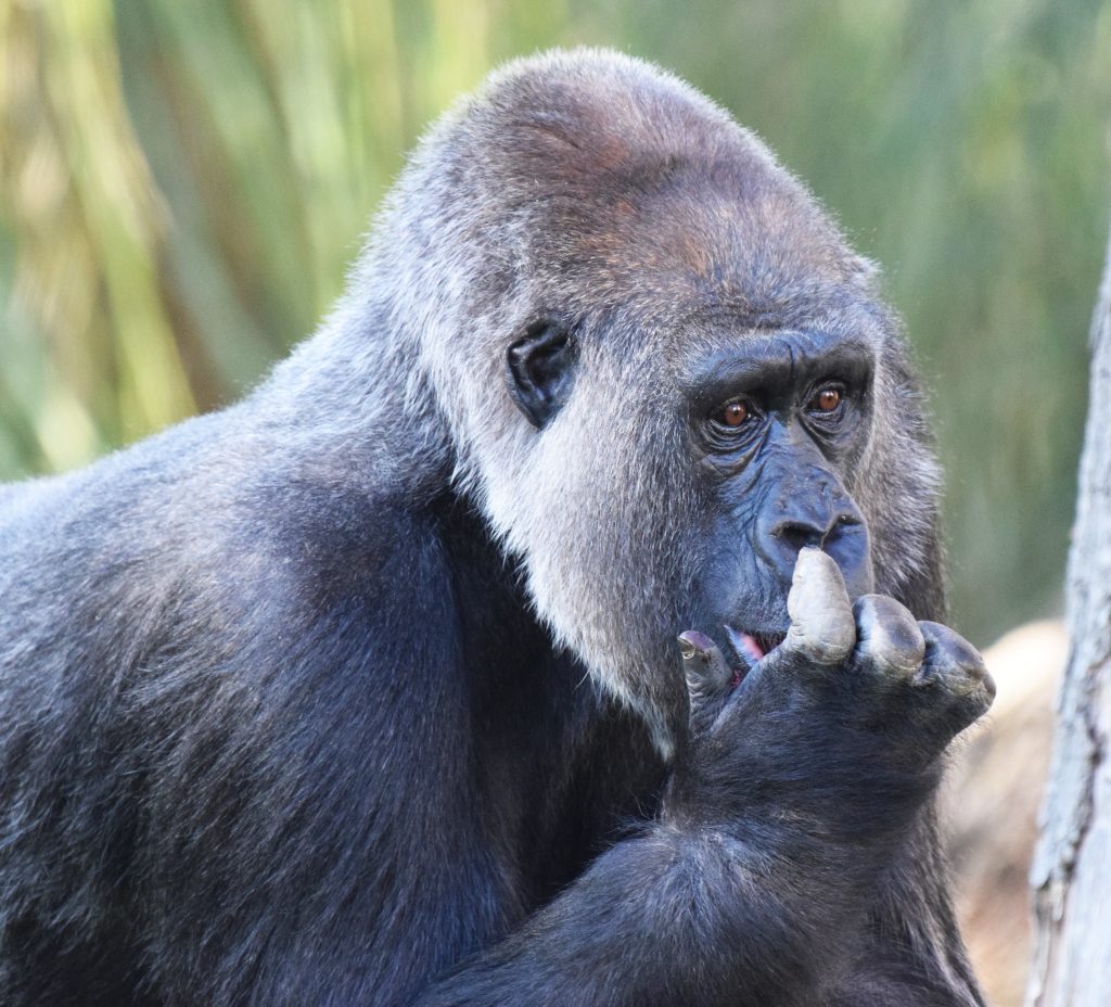 gorilla-trekking-gabon