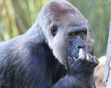 gorilla-trekking-gabon
