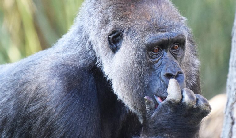 gorilla-trekking-gabon