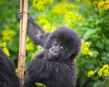 gorilla-uganda-trekking