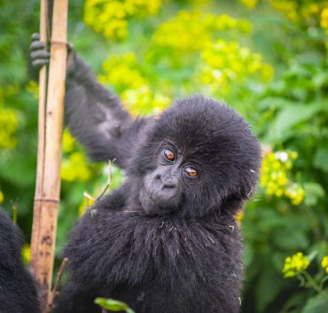 gorilla-uganda-trekking