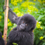 gorilla uganda trekking