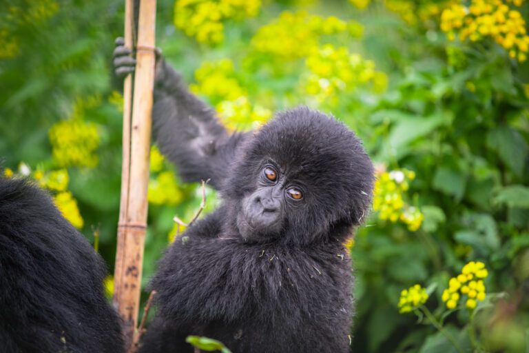 Gorilla Trekking in Uganda,  Gorilla Safari Packages