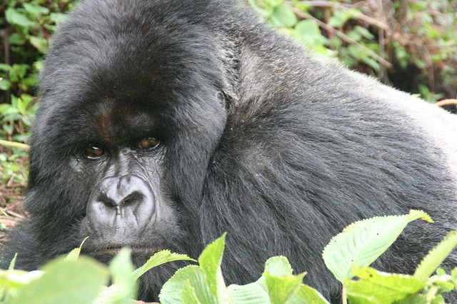 gorillas in rwanda