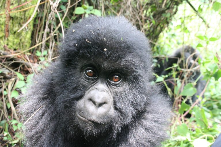 7-Day Uganda & Rwanda Gorilla and Golden Monkey Trek