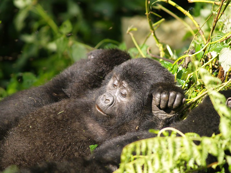 3 day Fly In Gorilla Safari  to Uganda