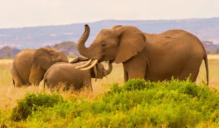 great vacation safaris