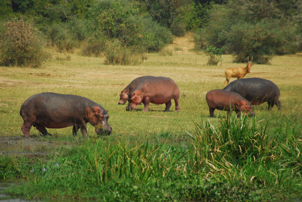 hippos murchison falls