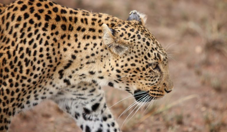 honeymoon safari tours