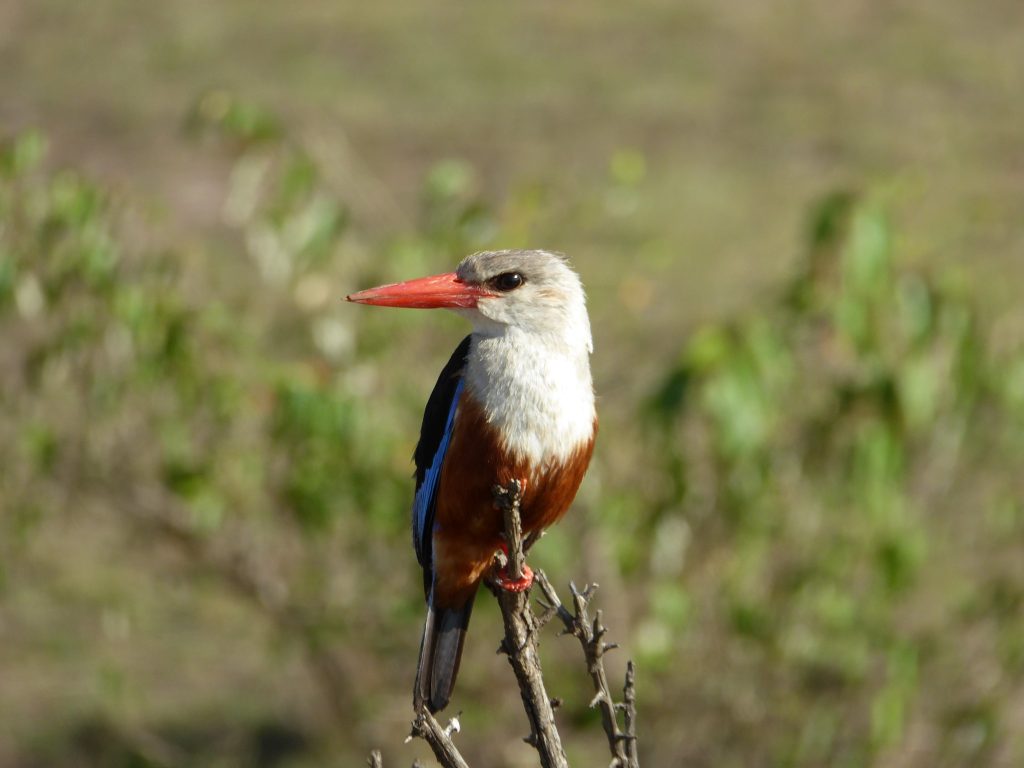 kenya birding
