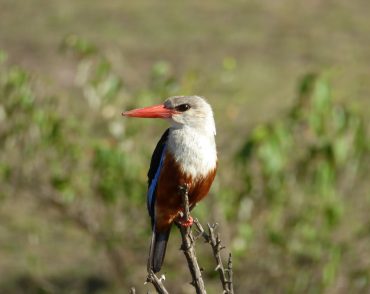 kenya birding