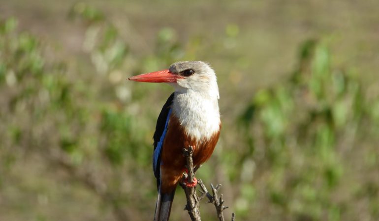kenya birding