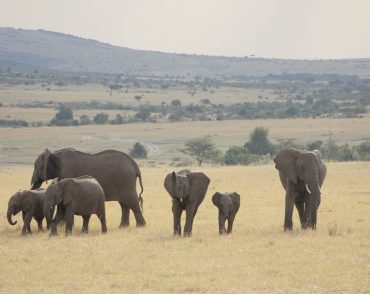 kenya-budget-safari