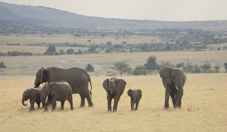 kenya-budget-safari