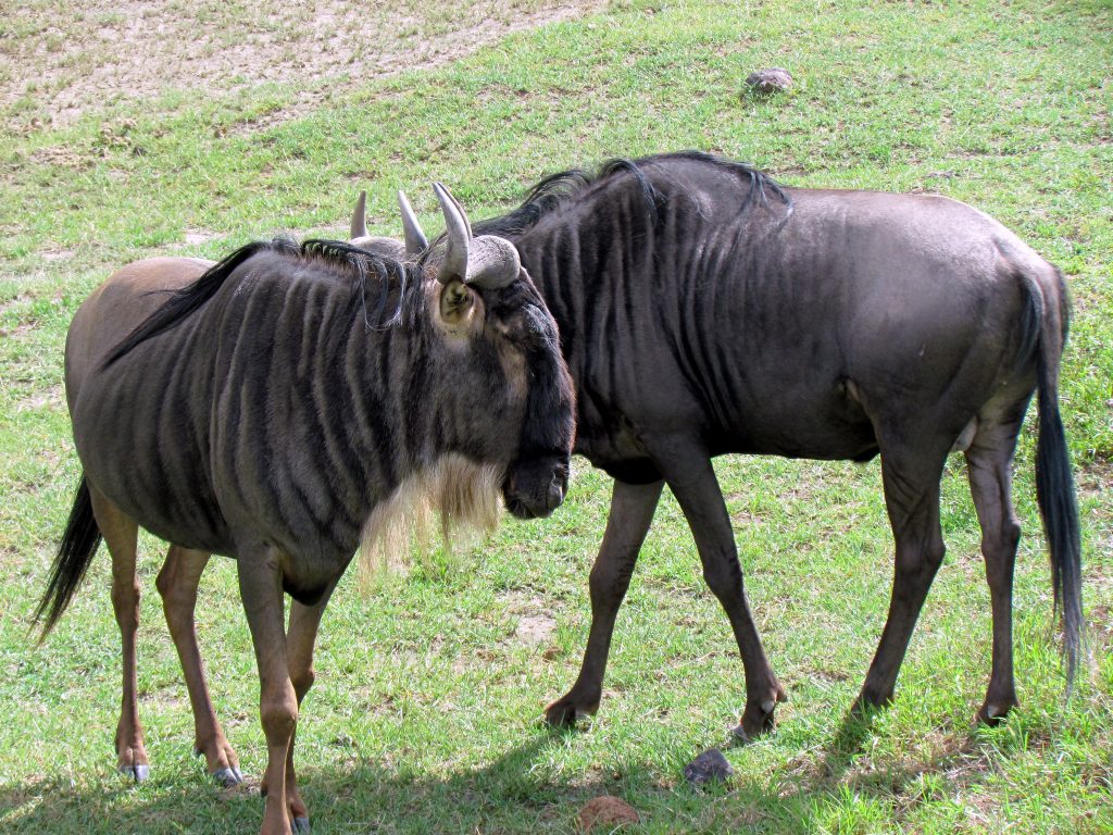 kenya luxury safaris