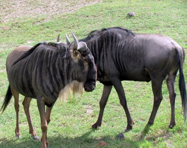 kenya luxury safaris