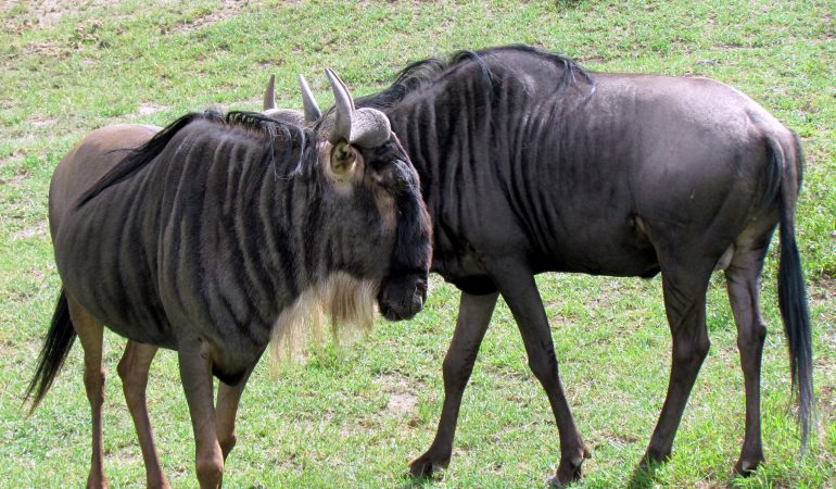 kenya luxury safaris