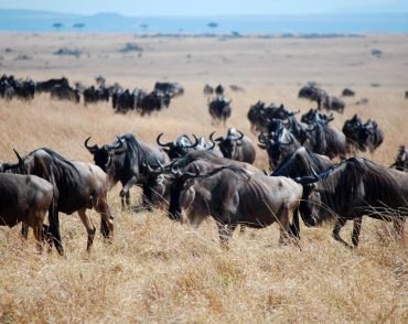 kenya-migration-safari