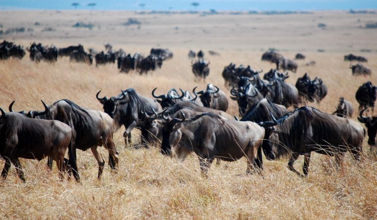 kenya-migration-safari