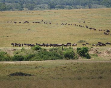 kenya-migration-safaris