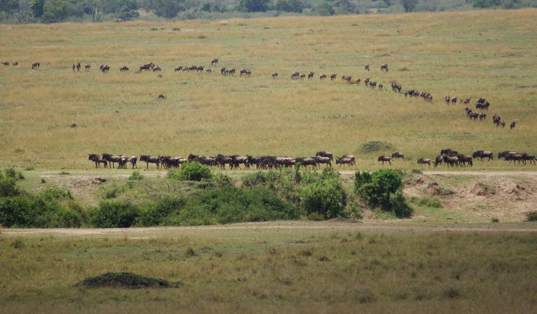 kenya-migration-safaris