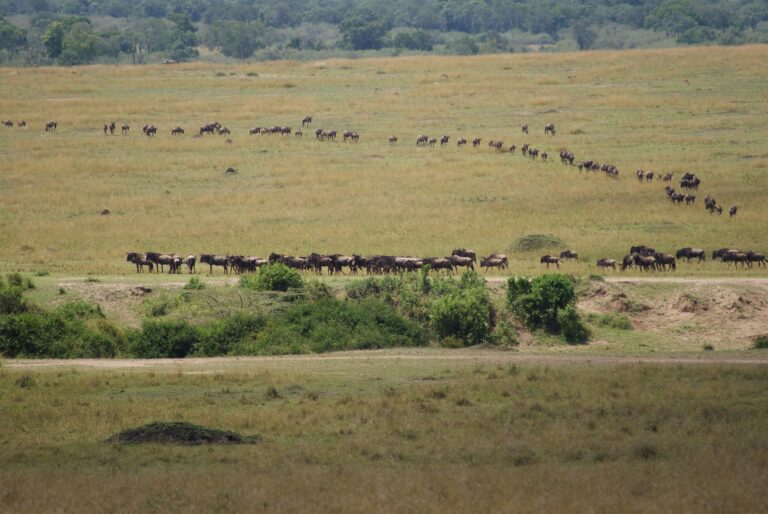 Kenya Wildebeest Migration Safari