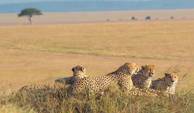 Kenya safaris