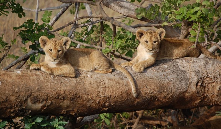 kenya wildlife safaris