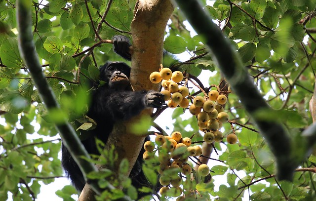 kibale chimpanzee