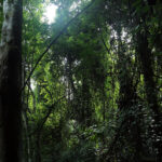 kibale forest national park