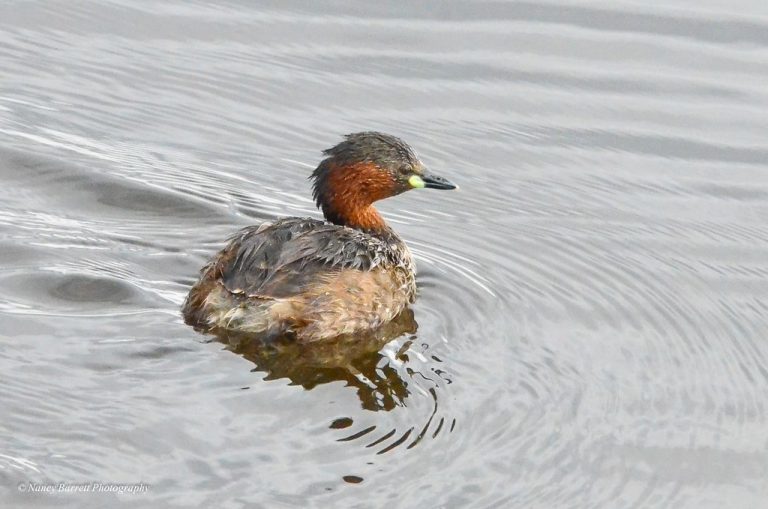 10 Days Birdwatching in Kenya